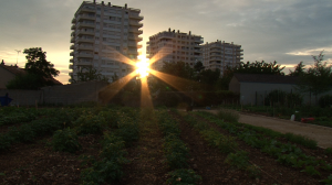 Photo du jardin partagé des Couronneries